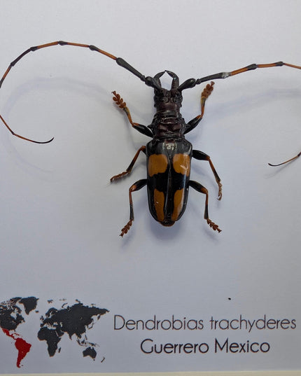 Framed long-jawed longhorn beetle taxidermy: ethically sourced entomology display (6" x 6")