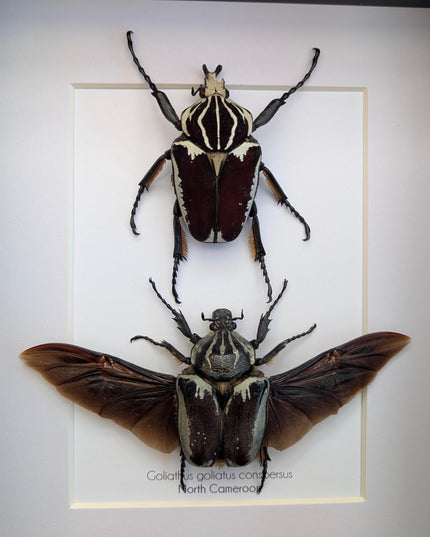 Framed Goliath Flower Beetle Pair, Spread Wing Taxidermy, 8x10