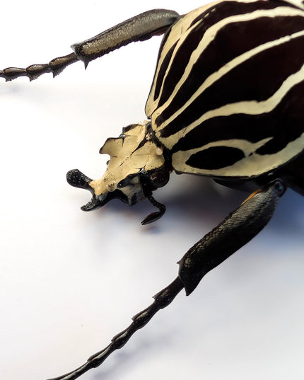 Framed Goliath Flower Beetle Taxidermy, Congo Insect Display (8x10)