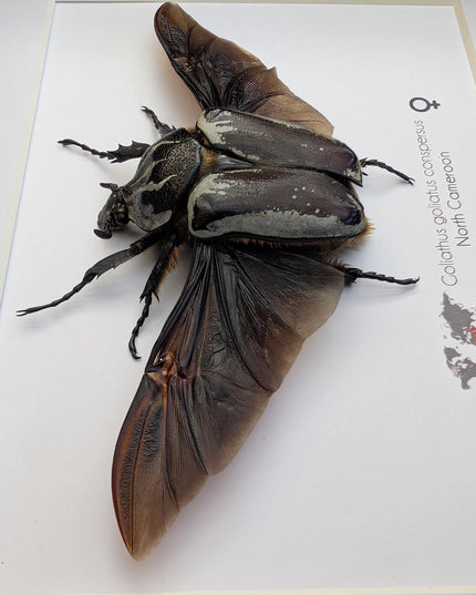 Framed Goliath Flower Beetle Taxidermy, Spread Wing Insect Display (8x10)