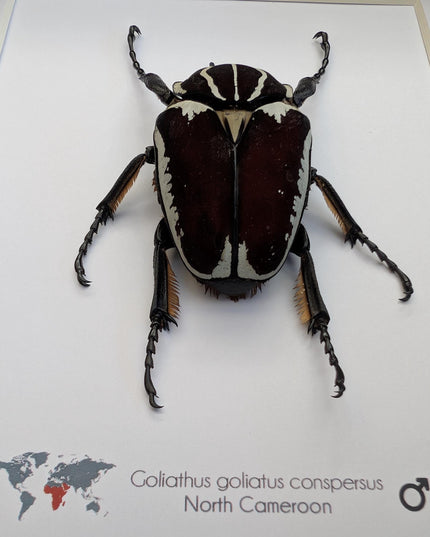 Framed Goliath Flower Beetle Taxidermy, Congo Insect Display (8x10)