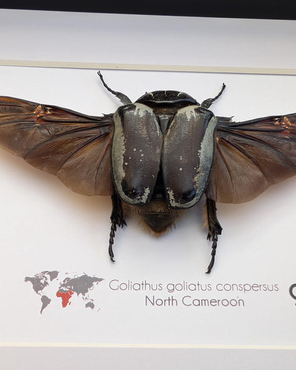 Framed Goliath Flower Beetle Taxidermy, Spread Wing Insect Display (8x10)