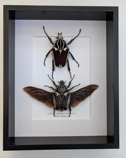 Framed Goliath Flower Beetle Pair, Spread Wing Taxidermy, 8x10