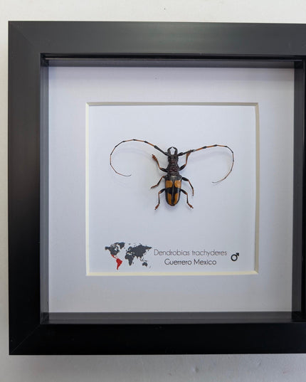 Framed long-jawed longhorn beetle taxidermy: ethically sourced entomology display (6" x 6")