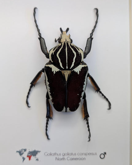 Framed Goliath Flower Beetle Taxidermy, Congo Insect Display (8x10)