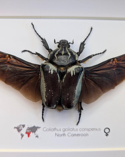 Framed Goliath Flower Beetle Taxidermy, Spread Wing Insect Display (8x10)