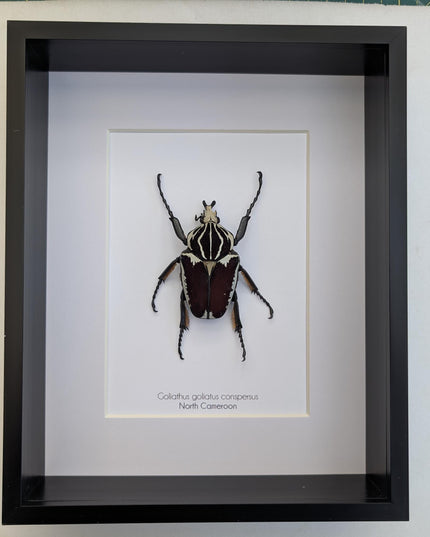 Framed Goliath Flower Beetle Taxidermy, Congo Insect Display (8x10)