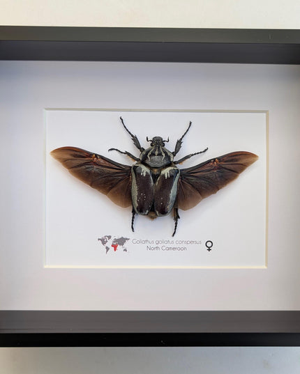 Framed Goliath Flower Beetle Taxidermy, Spread Wing Insect Display (8x10)