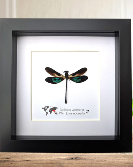 Framed metallic damselfly taxidermy: ethically sourced insect art