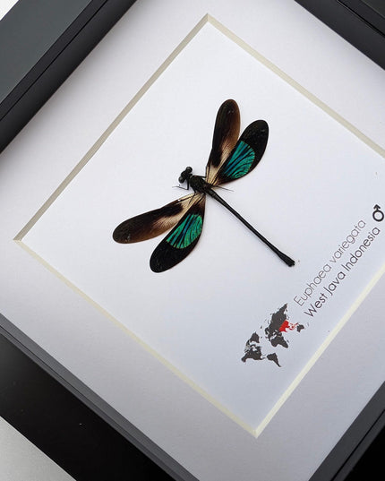 Framed metallic damselfly taxidermy: ethically sourced insect art