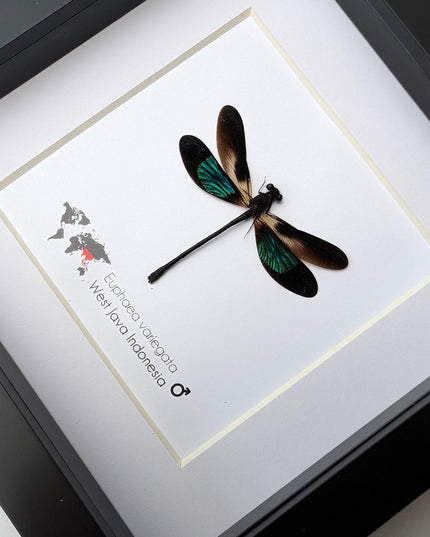 Framed metallic damselfly taxidermy: ethically sourced insect art
