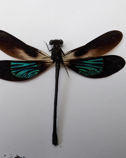 Framed metallic damselfly taxidermy: ethically sourced insect art