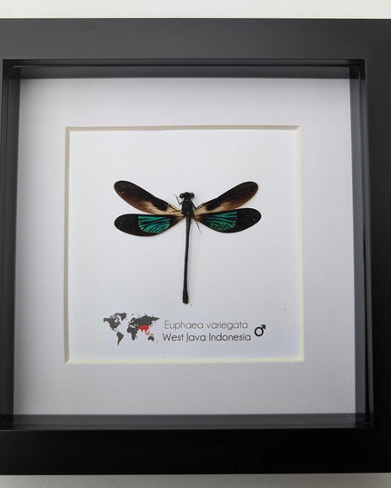 Framed metallic damselfly taxidermy: ethically sourced insect art