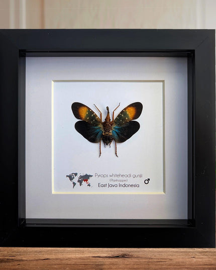 Framed Gunjii Lanternfly Taxidermy, Asian Planthopper Entomology Art (6"x6")