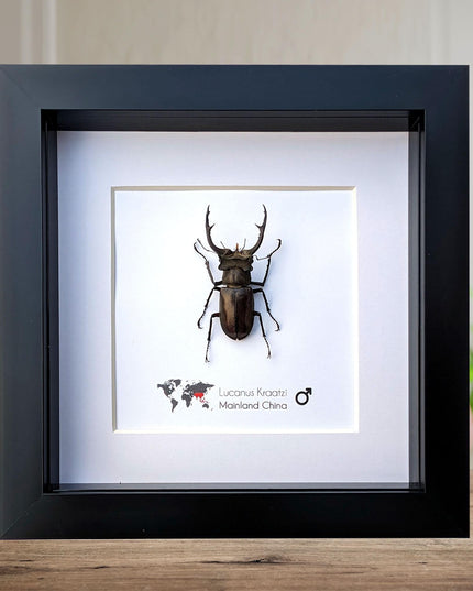 Framed lucanus kraatzi stag beetle taxidermy: entomology wall art