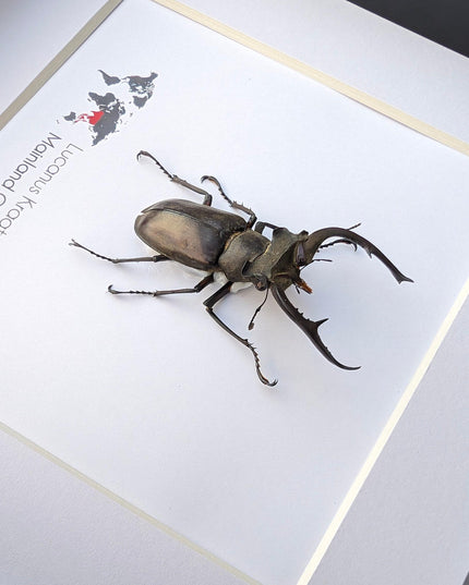 Framed lucanus kraatzi stag beetle taxidermy: entomology wall art