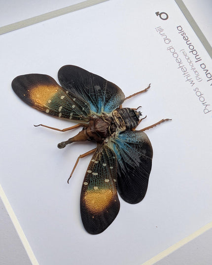 Framed Gunjii Lanternfly Taxidermy, Asian Planthopper Entomology Art (6"x6")