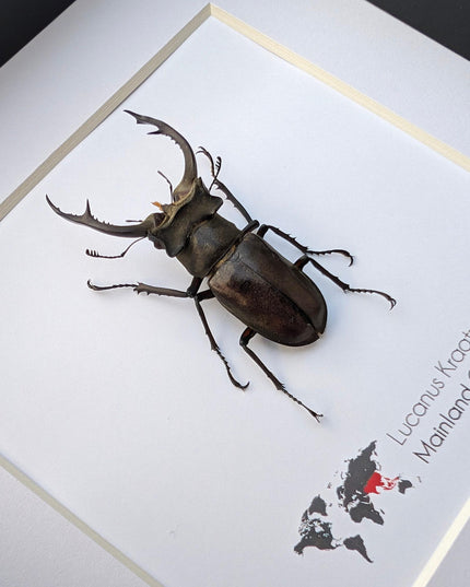 Framed lucanus kraatzi stag beetle taxidermy: entomology wall art