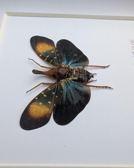Framed Gunjii Lanternfly Taxidermy, Asian Planthopper Entomology Art (6"x6")