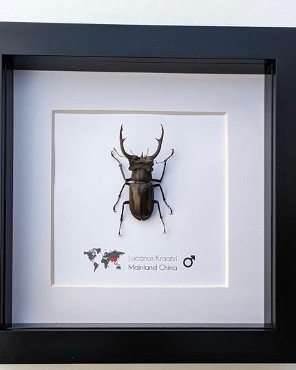 Framed lucanus kraatzi stag beetle taxidermy: entomology wall art