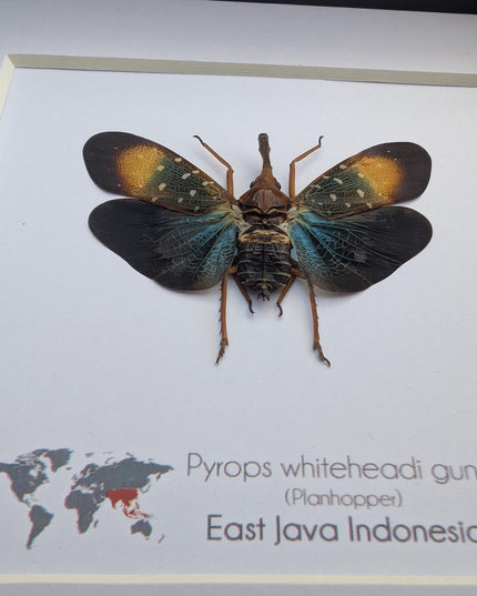 Framed Gunjii Lanternfly Taxidermy, Asian Planthopper Entomology Art (6"x6")