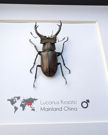 Framed lucanus kraatzi stag beetle taxidermy: entomology wall art