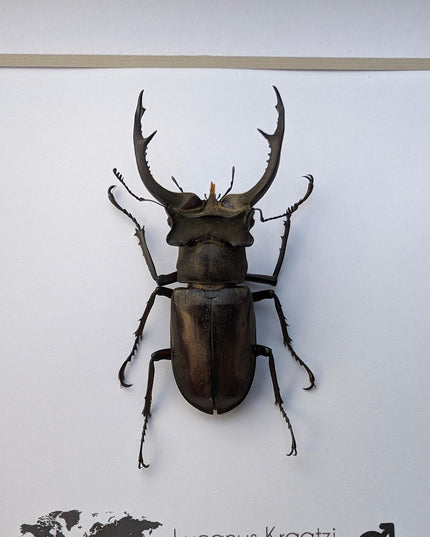 Framed lucanus kraatzi stag beetle taxidermy: entomology wall art