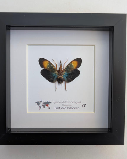 Framed Gunjii Lanternfly Taxidermy, Asian Planthopper Entomology Art (6"x6")