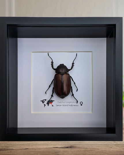 Framed Long-Arm Beetle Taxidermy: Eurichus Longimanus Entomology Wall Art (6x6)