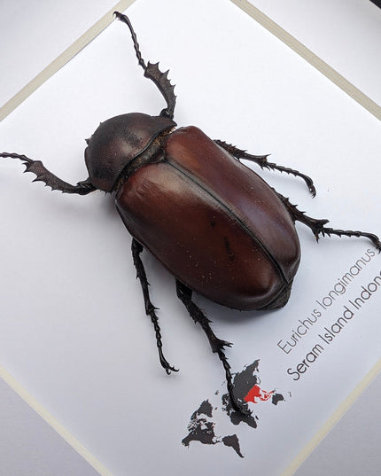 Framed Long-Arm Beetle Taxidermy: Eurichus Longimanus Entomology Wall Art (6x6)