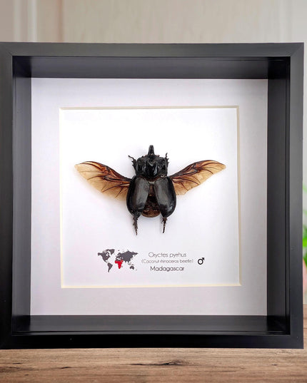 Framed madagascar rhinoceros beetle: entomology nature art shadowbox (8x8")