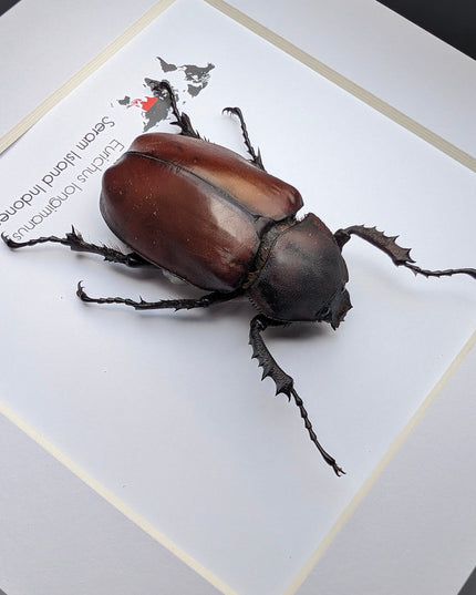 Framed Long-Arm Beetle Taxidermy: Eurichus Longimanus Entomology Wall Art (6x6)