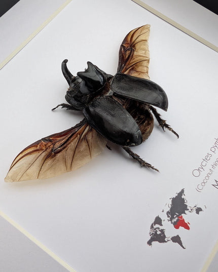 Framed madagascar rhinoceros beetle: entomology nature art shadowbox (8x8")