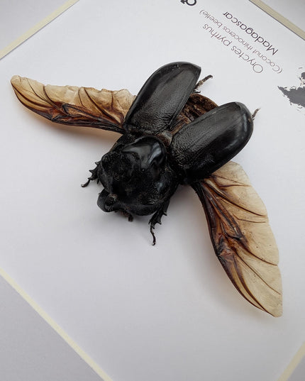 Framed madagascar rhinoceros beetle: entomology nature art shadowbox (8x8")