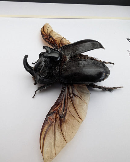 Framed madagascar rhinoceros beetle: entomology nature art shadowbox (8x8")