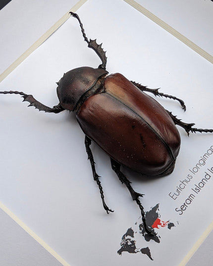 Framed Long-Arm Beetle Taxidermy: Eurichus Longimanus Entomology Wall Art (6x6)