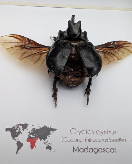 Framed madagascar rhinoceros beetle: entomology nature art shadowbox (8x8")