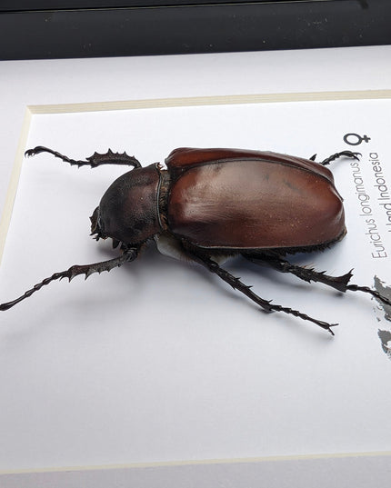 Framed Long-Arm Beetle Taxidermy: Eurichus Longimanus Entomology Wall Art (6x6)