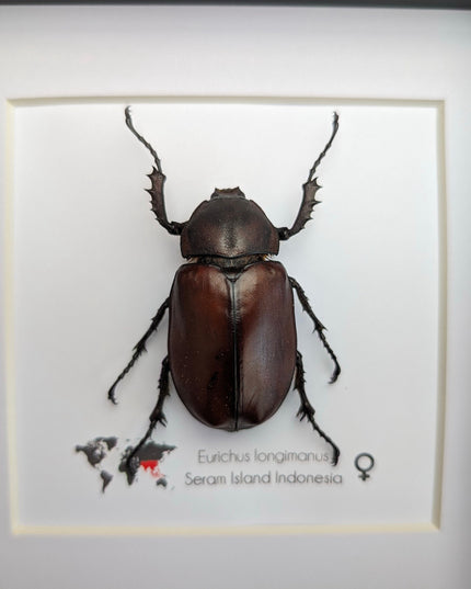 Framed Long-Arm Beetle Taxidermy: Eurichus Longimanus Entomology Wall Art (6x6)