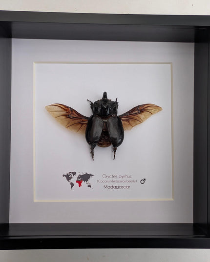 Framed madagascar rhinoceros beetle: entomology nature art shadowbox (8x8")
