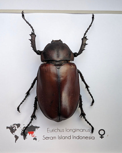 Framed Long-Arm Beetle Taxidermy: Eurichus Longimanus Entomology Wall Art (6x6)