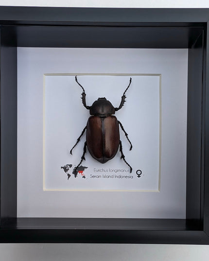 Framed Long-Arm Beetle Taxidermy: Eurichus Longimanus Entomology Wall Art (6x6)