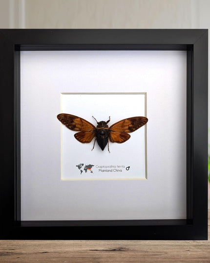 Framed Graptopsaltria Tienta Cicada, Taxidermy Entomology Wall Art