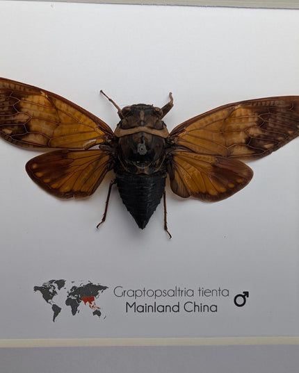 Framed Graptopsaltria Tienta Cicada, Taxidermy Entomology Wall Art