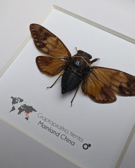 Framed Graptopsaltria Tienta Cicada, Taxidermy Entomology Wall Art