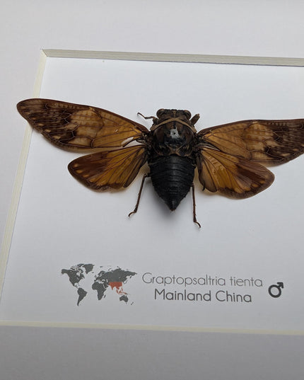 Framed Graptopsaltria Tienta Cicada, Taxidermy Entomology Wall Art