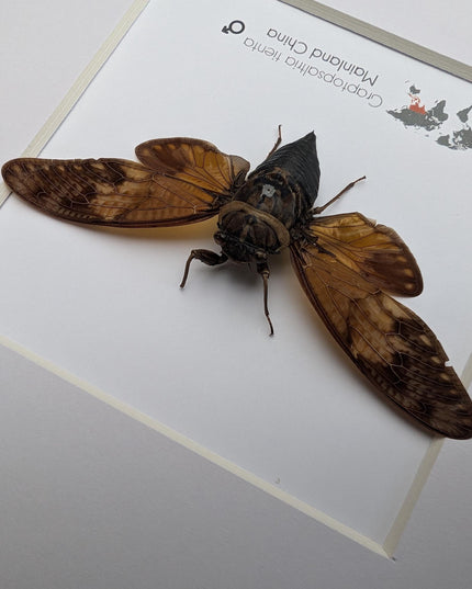 Framed Graptopsaltria Tienta Cicada, Taxidermy Entomology Wall Art
