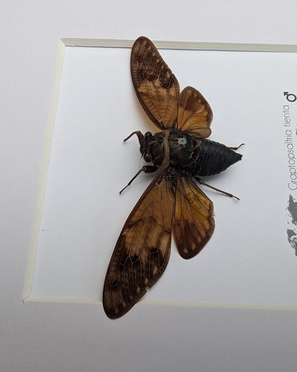Framed Graptopsaltria Tienta Cicada, Taxidermy Entomology Wall Art