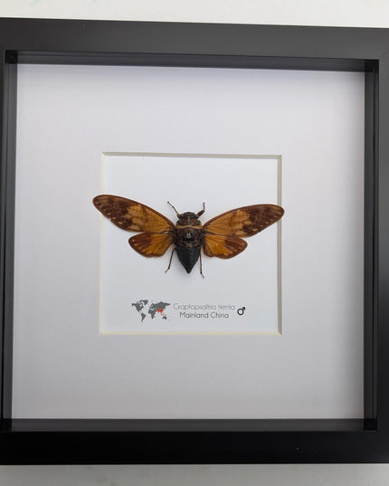 Framed Graptopsaltria Tienta Cicada, Taxidermy Entomology Wall Art