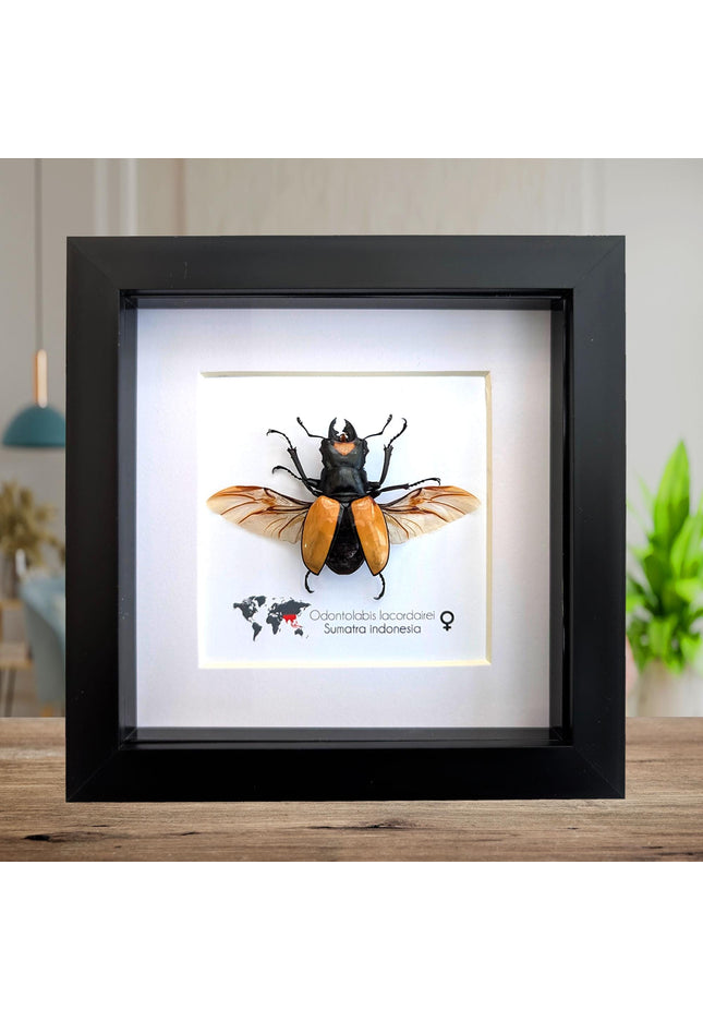 Framed lacordaire's stag beetle: indonesian entomology display (6x6)